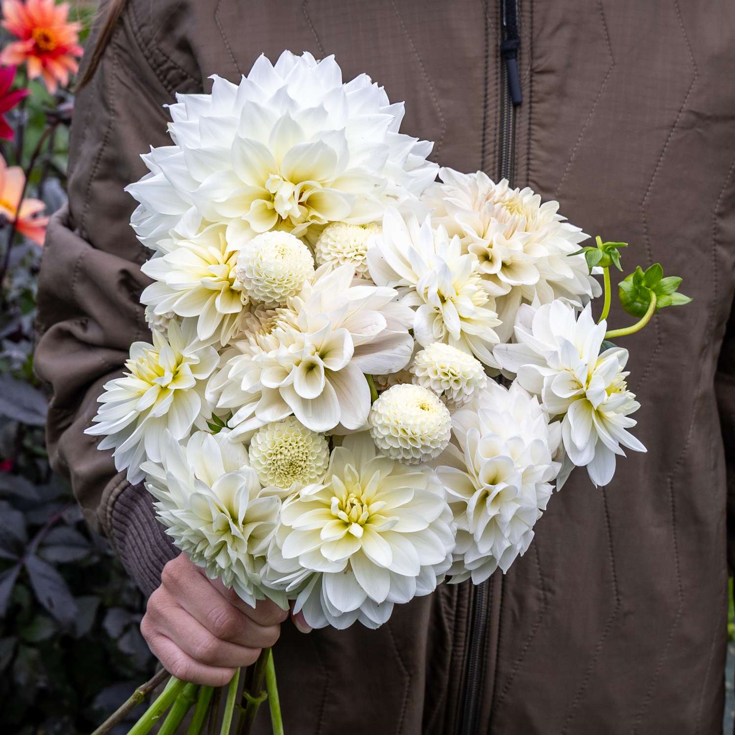Dahlia mix ‘White Favorites’